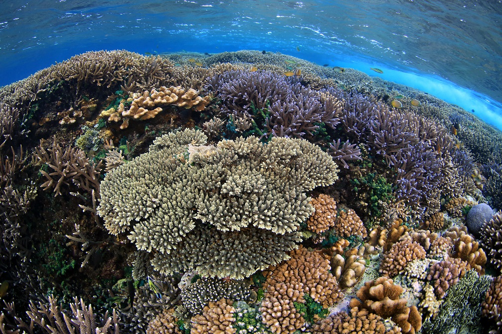 В Алматы открылась фотовыставка о кораллах и редких животных